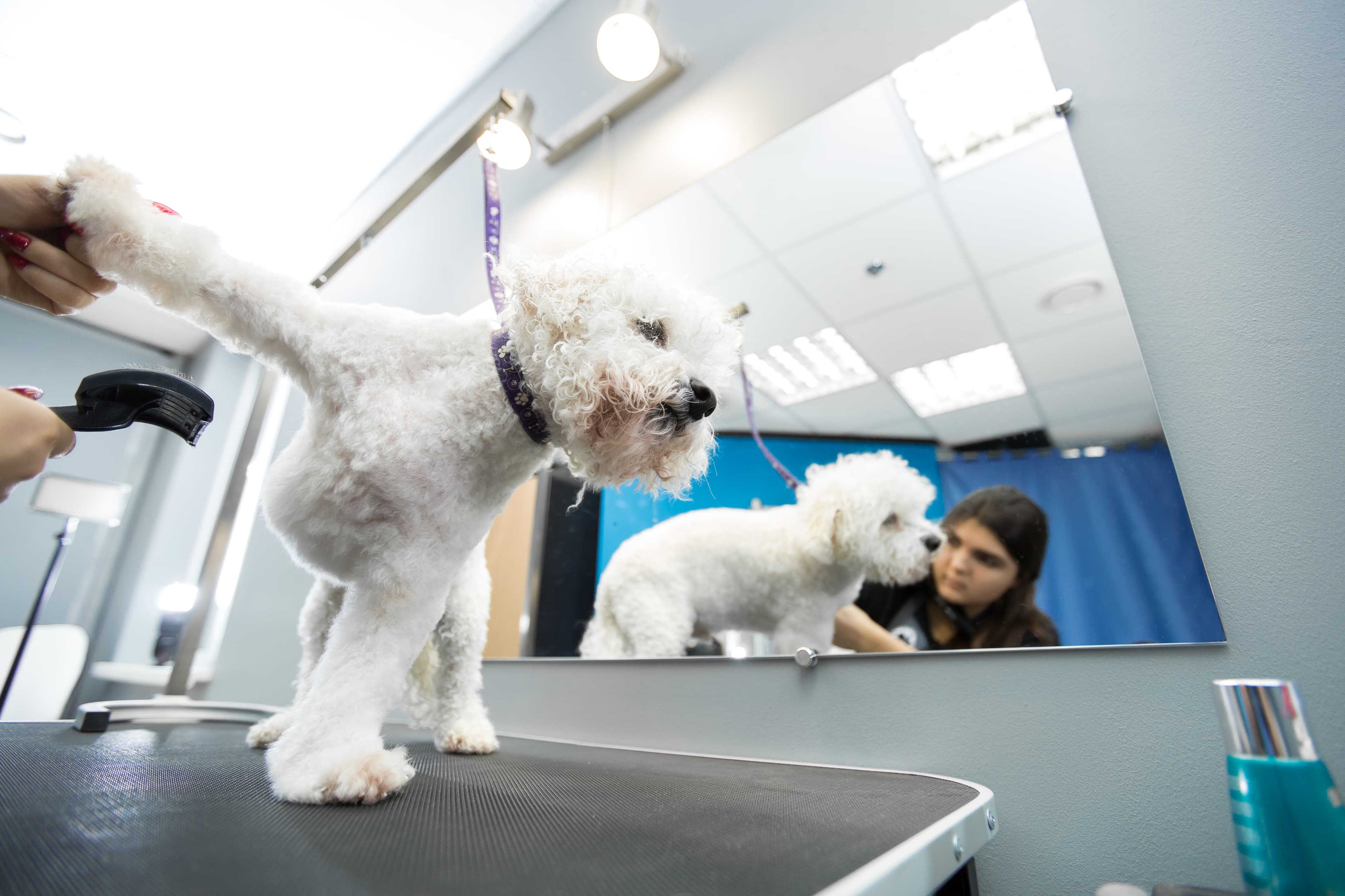 Pet grooming service